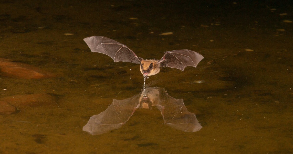 Bat drinking water