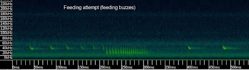 Bats and Tea_Kaleidoscope Pro Spectrogram Showing the Feeding Buzzes of Insectivorous Bats