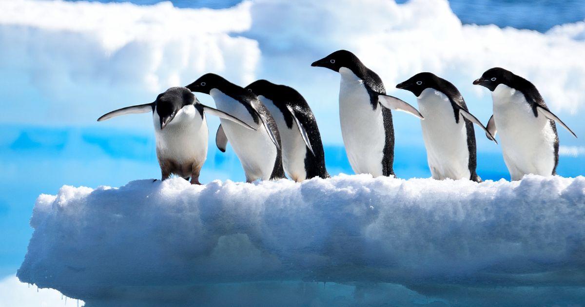 AdÃ©lie Penguins